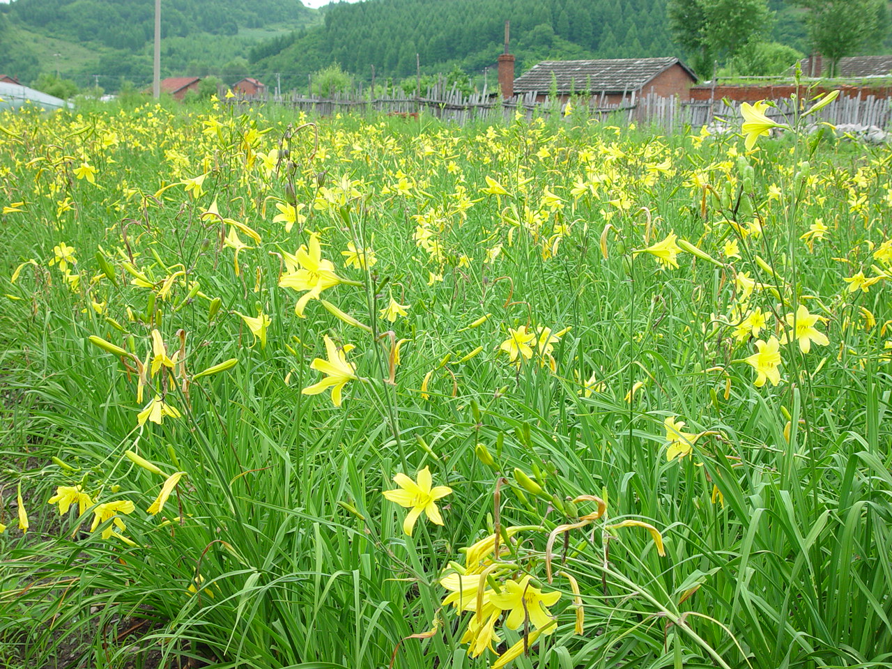 Hemerocallis fulva